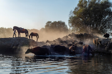 Fototapety na wymiar - Fototapeta24.pl