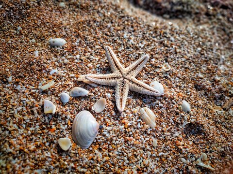 Starfish On The Beach