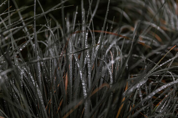 Drops of water on dark green autumn leaves