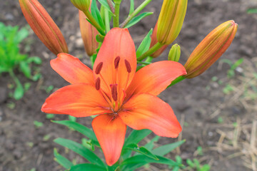 Orange flower Lily. Hello spring