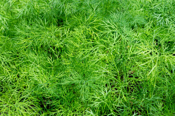 lettuce leaf in the garden close-up
