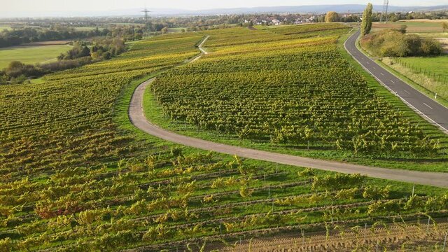 Wine fields from above