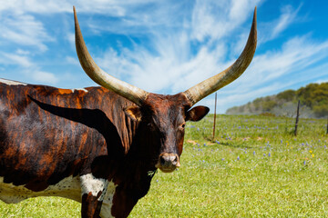 Beautiful longhorn cow grazing in the hill country