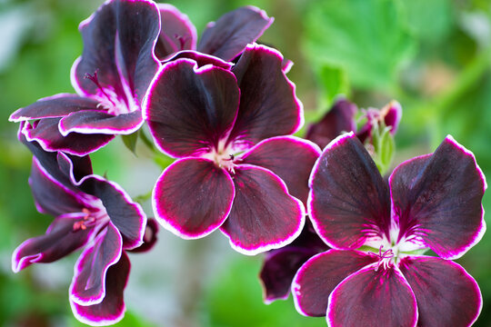 Beautiful dark purple flowers with a white edge on a green background