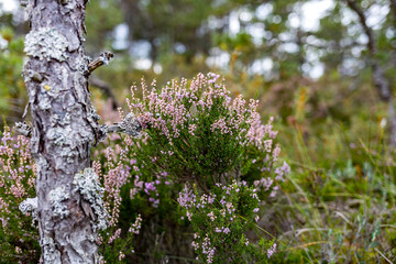 heather in forest