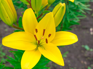 Yellow Lily flower. Hello spring