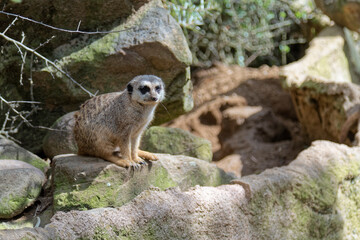 Fototapeta premium The meerkat watches anxiously.