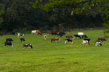 A herd of cows in the evening autumn sun