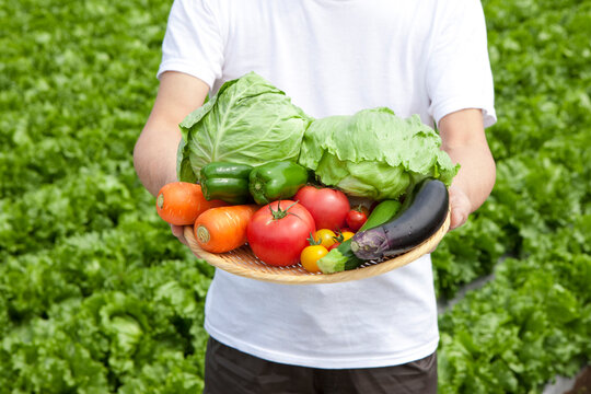 野菜