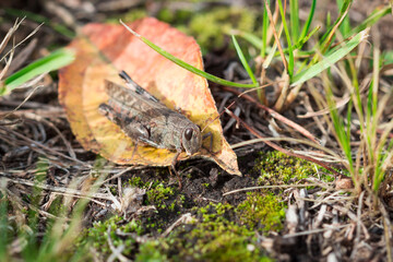 The blue-winged grasshopper (lat. Oedipoda caerulescens), of the family Acrididae.
