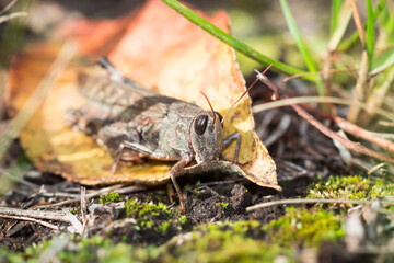 The blue-winged grasshopper (lat. Oedipoda caerulescens), of the family Acrididae.