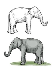 African elephant stands with its trunk lifted up. vector sketch made by hand
