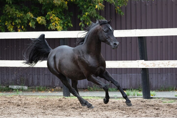 Beautiful black arabian horse runs free in paddock on the sand background