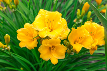 Obraz premium Yellow flowers daylily on a green background