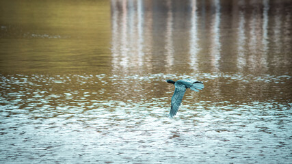 Little Cormorant flying close to the lake beautiful evening photograph