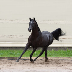 Beautiful black arabian horse runs free in paddock on the sand backgroun