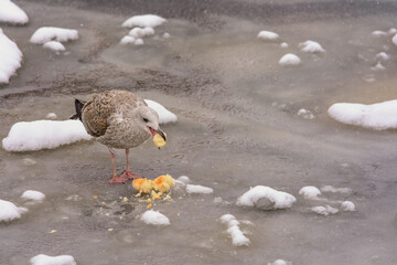 One seagull on ice eats an abandoned piece of bread