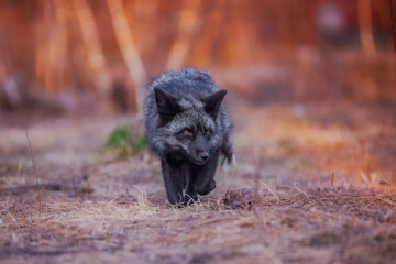 Silver-black fox hunting in winter in nature