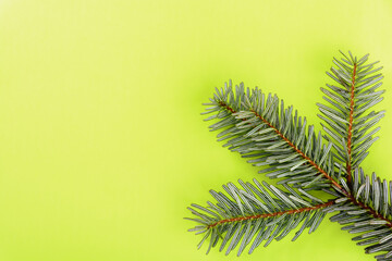 Spruce branch like a shamrock on a light green background, top view
