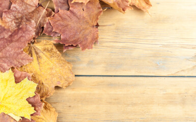 The autumn maple leaves on wooden background