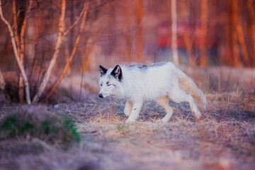 Black and white fox in nature in the reserve