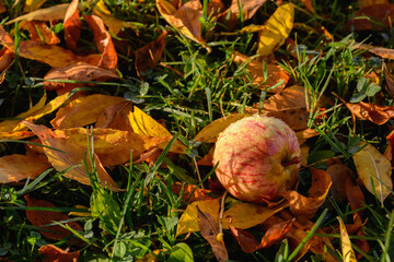 Apple covered with dew drops  among the yellow fallen leaves in the green grass in the morning sunlight