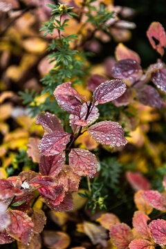 Drops of water on colorful autumn leaves