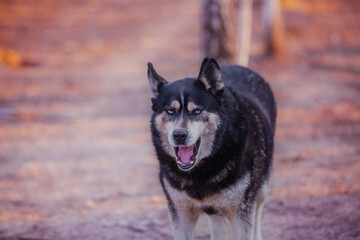 Handsome black husky with expressive blue eyes, close-up