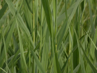 Broadleaf cattail (Typha latifolia) - green leaves of reed
