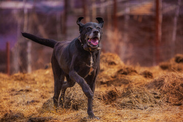 An elderly black Pointer dog runs in nature