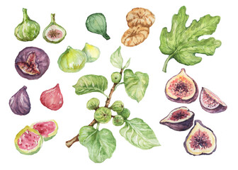 Fig fruits. Hand drawn watercolor illustration. Nature, natural product. , set. Print, textiles. Garden, agriculture.