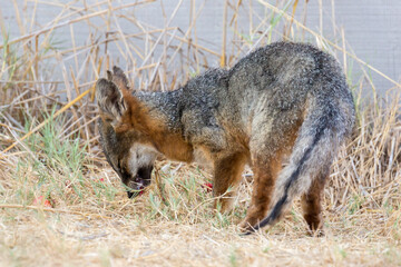 A rare, wild island fox searching for food on Santa Rosa Island in Channel Islands National Park. The island fox is found only on these islands and nowhere else in the world.