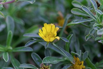 Flower of a Beach Daisy, Pallenis maritima