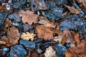 Autumn background with pine bark and oak leaves. Autumn forest floor with dry pine needles and...