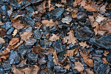 Autumn background with pine bark and oak leaves. Autumn forest floor with dry pine needles and brown oak leaves
