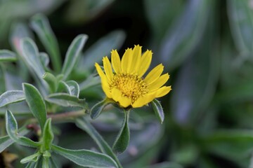 Flower of a Beach Daisy, Pallenis maritima