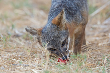 A rare, wild island fox searching for food on Santa Rosa Island in Channel Islands National Park. The island fox is found only on these islands and nowhere else in the world.
