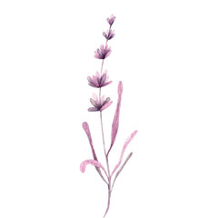 Watercolor illustration background of lavender flower fielsd.