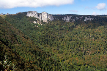 Fototapeta na wymiar Mountain forest in the Alps in France