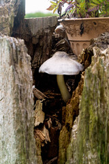 A mushroom has grown in a crevice in a tree stump in the garden.