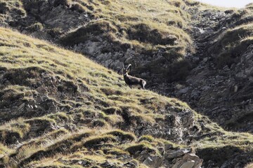 Alpine ibex, Capra ibex, on a mountain meadow