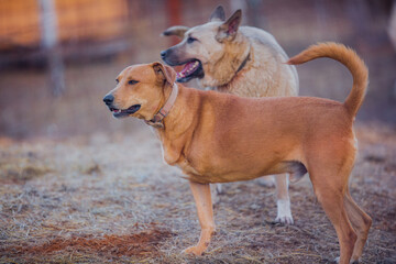 Cheerful ginger dog on a walk in winter
