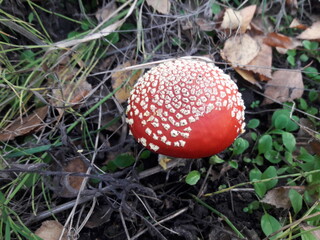 fly agaric mushroom