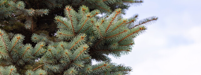 Close-up of spruce branches