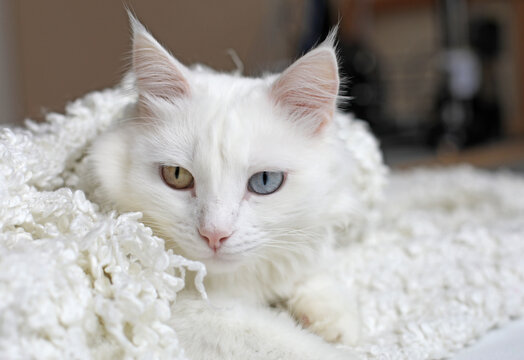 A white cat of the Turkish Angora breed with different eyes (yellow and blue) lies in the apartment wrapped in a fluffy white blanket. Photo of a home pet. Cat from the ad. Cozy relax.