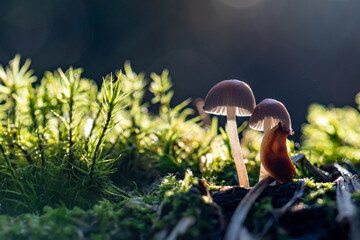 champignon en lumière