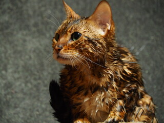 Wet cat came up with an insidious plan.