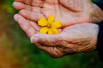 Delicate beautiful flower in the palms of an old grandmother. A flower in the old wrinkled hands of a grandmother close up. An elderly woman is holding a flower. Mutual aid concept. Kindness and care 