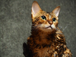 Wet cat came up with an insidious plan.