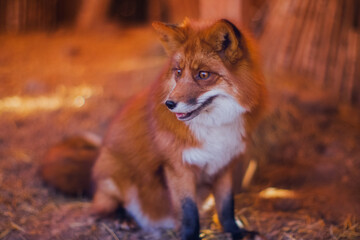 Redhead beautiful fox in winter close up